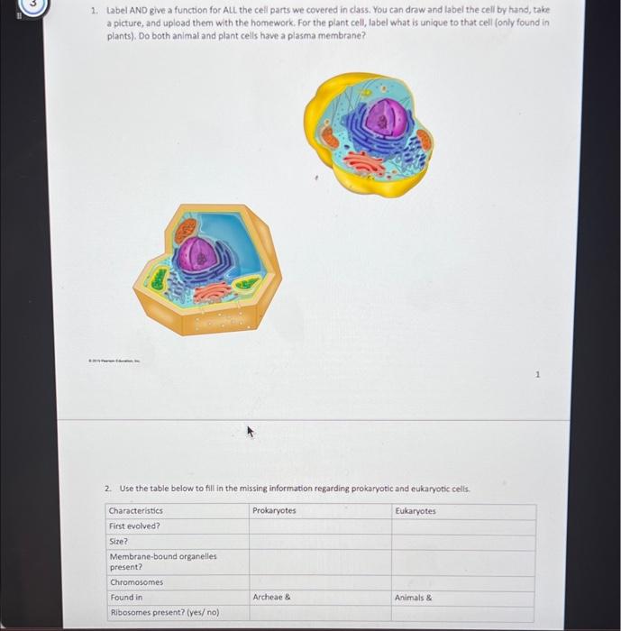 chromosomes in plant cells location