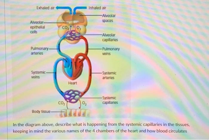 Solved In the diagram above, describe what is happening from | Chegg.com