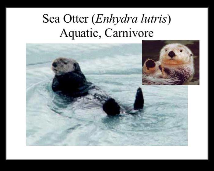 Solved Attribute Table for Drawing Trees Diet