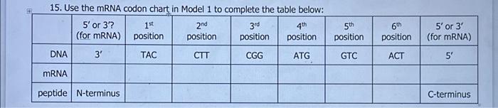 Solved 15. Use the mRNA codon chart in Model 1 to complete | Chegg.com