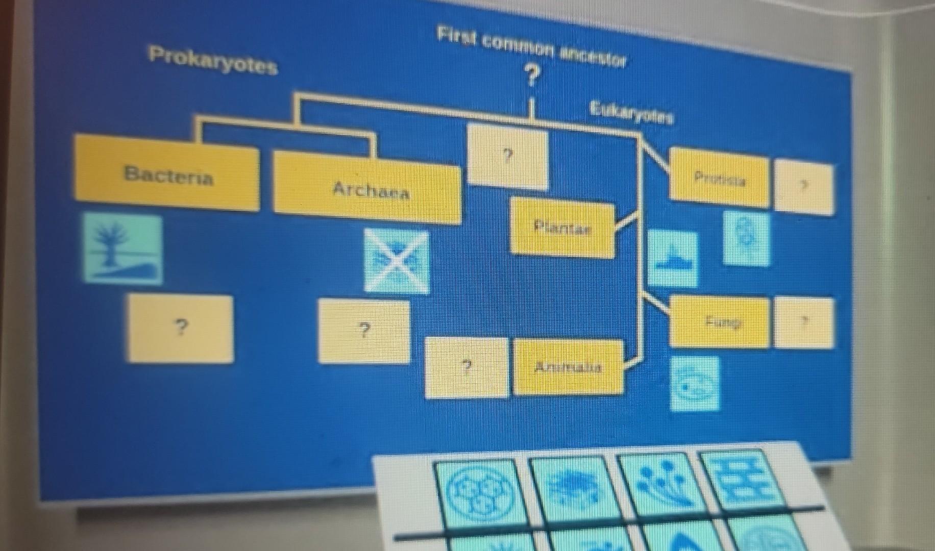 Solved The Following Phylogenetic Tree Illustrates The Chegg Com