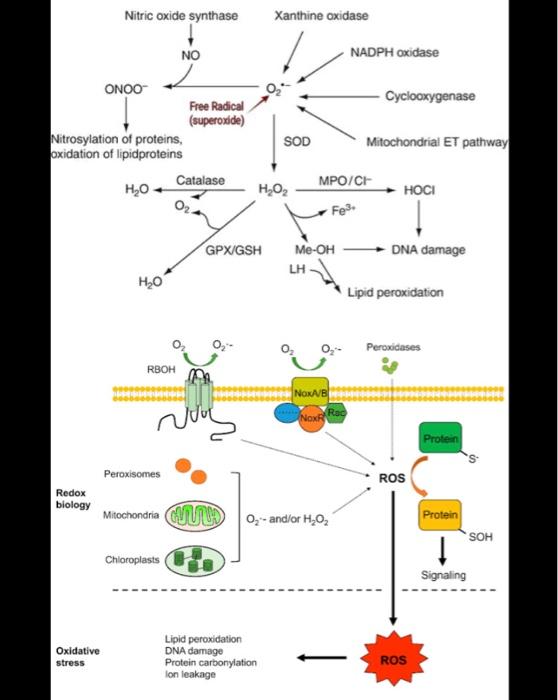 glutathione peroxidase chegg Solved Nitric oxide synthase Xanthine oxidase NO NADPH DSP-15EExmNT | Zenitel brain-health-focus Treatment Area:Ears