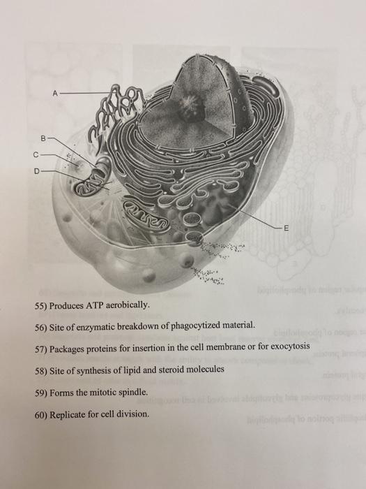 Solved A B с D ane E 55) Produces ATP aerobically. 56) Site