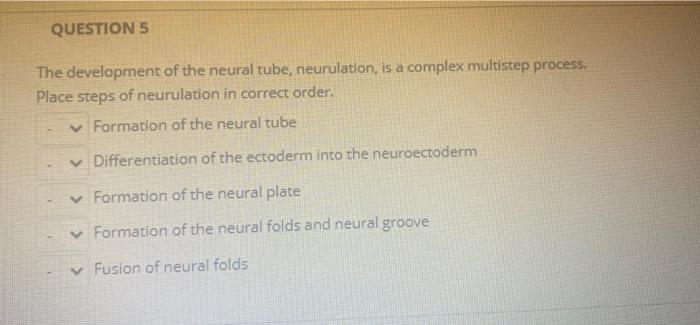 Solved QUESTION 5 The development of the neural tube, | Chegg.com