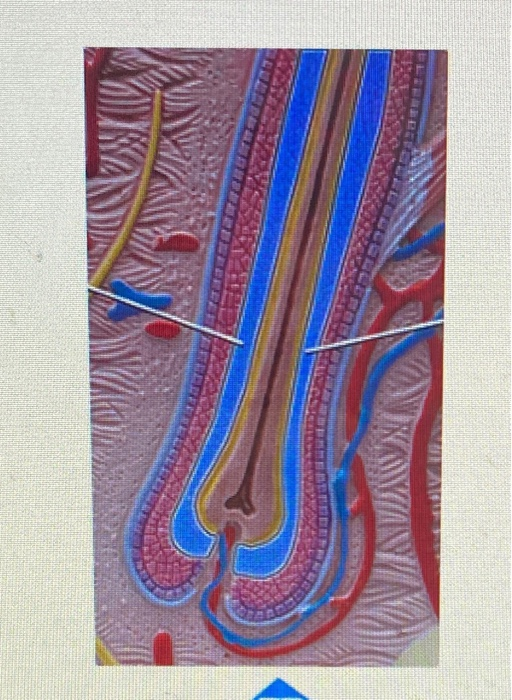 solved-o-external-root-sheath-epithelial-o-cortex-o-glassy-chegg