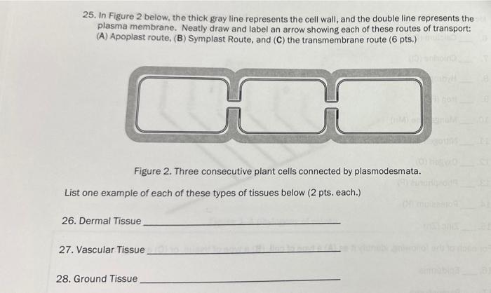 Solved 25. In Figure 2 below, the thick gray line represents | Chegg.com