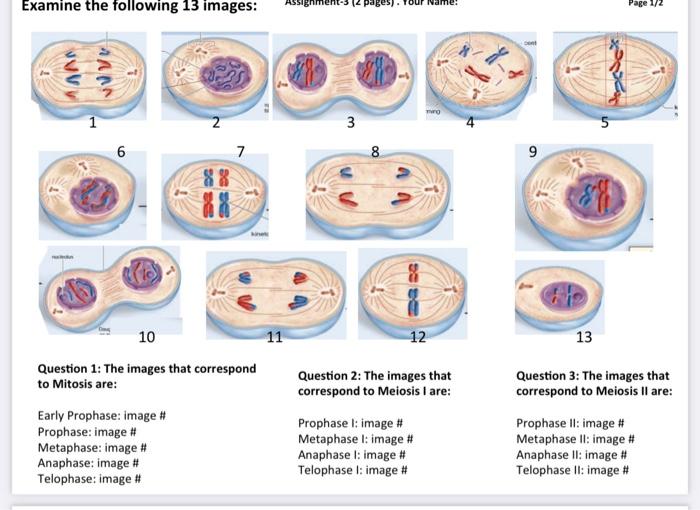Bellwork: 12/3/15 Which of the following describe meiosis