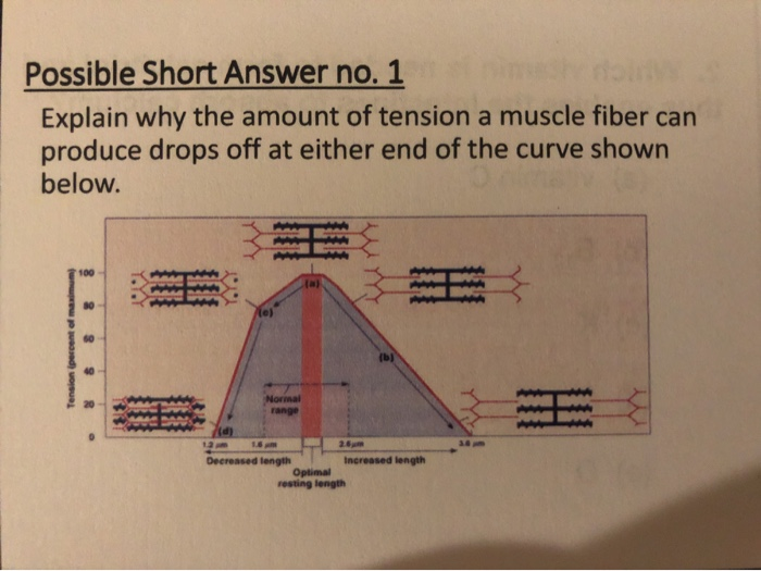Solved explain why the amount of tension a muscle fiber can | Chegg.com