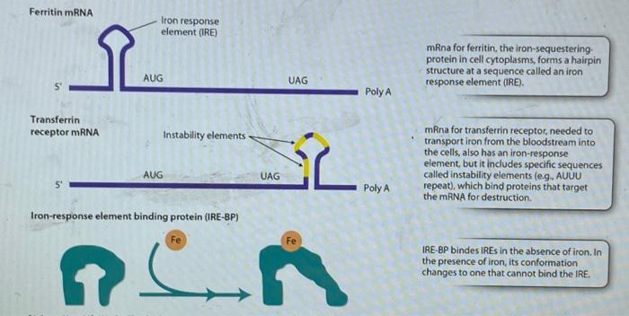 Solved The figure above illustrates a model of how cells | Chegg.com