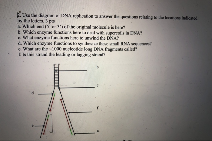 Solved 2. Use the diagram of DNA replication to answer the | Chegg.com