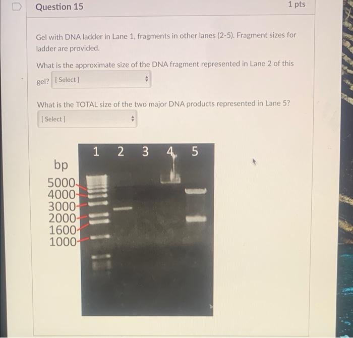 Solved Question 15 1 pts Gel with DNA ladder in Lane 1. | Chegg.com