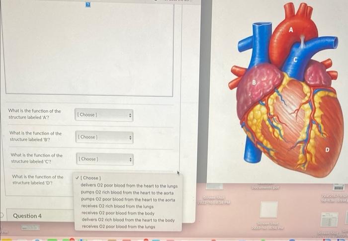 Solved What is the function of the structure labeled 'A'? | Chegg.com