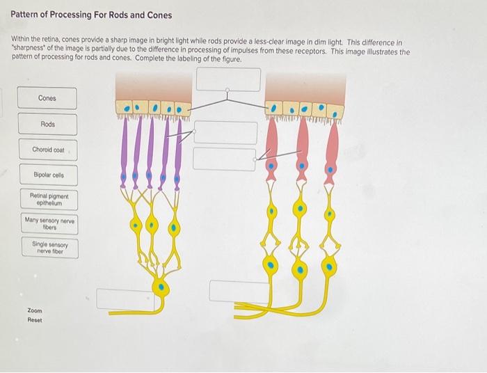 Solved Pattern of Processing For Rods and Cones Within the