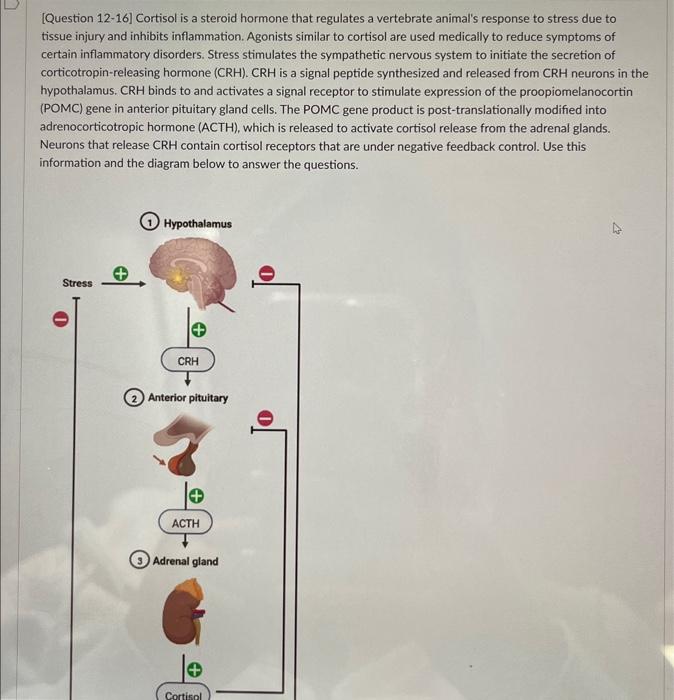 Solved [Question 12-16] Cortisol is a steroid hormone that | Chegg.com