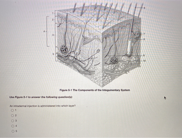 Which structure is highlighted? hair shaft sebaceous | Chegg.com