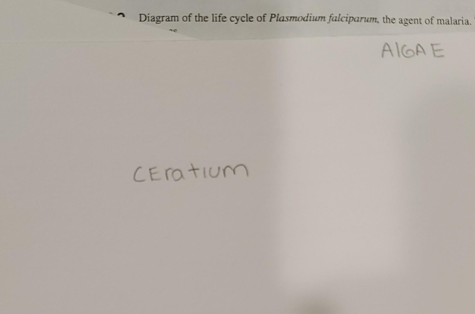 Solved Diagram of the life cycle of Plasmodium falciparum, | Chegg.com