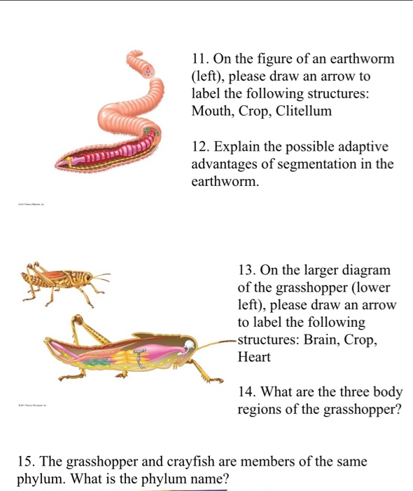 Solved 11. On the figure of an earthworm (left), please draw