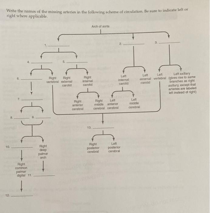 Solved Write the names of the missing arteries in the | Chegg.com