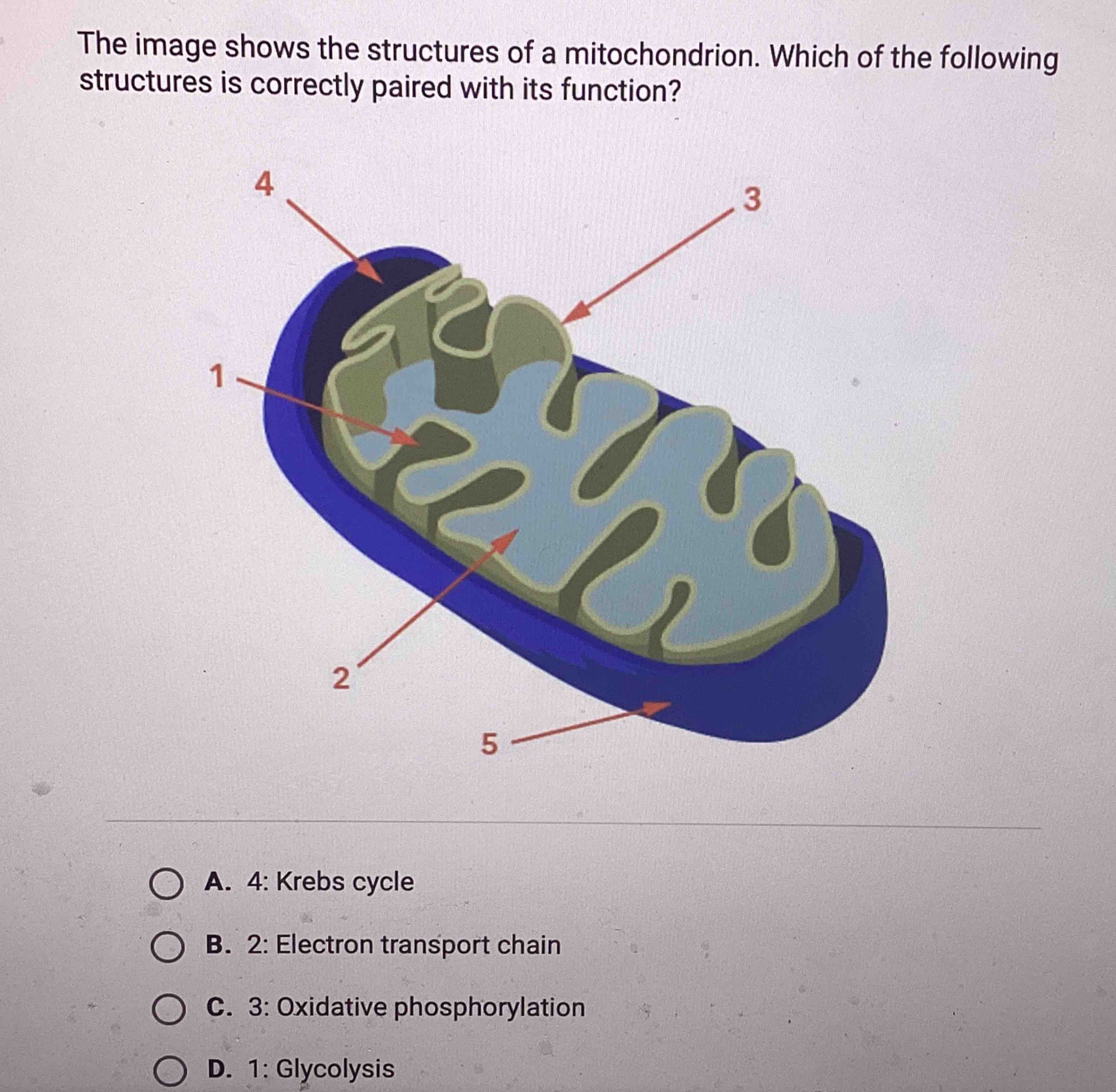 Solved The image shows the structures of a mitochondrion. | Chegg.com