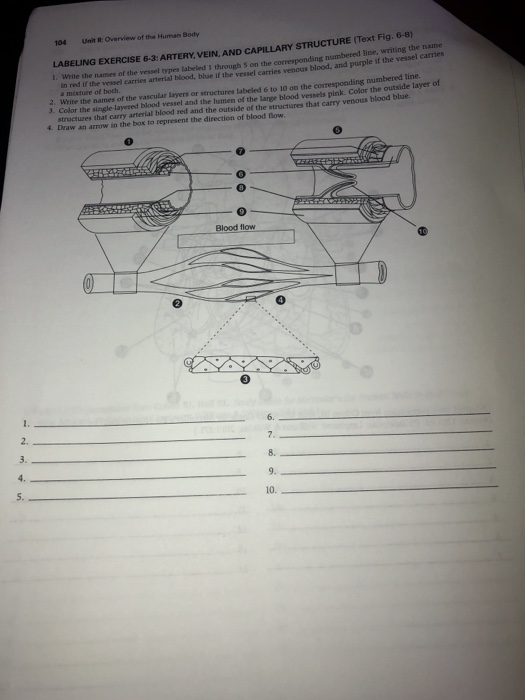 104 U Overview Of The Human Body The Labeling Chegg Com