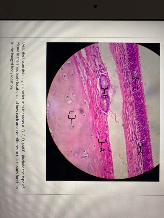 solved-describe-tissue-defining-characteristics-for-areas-a-chegg