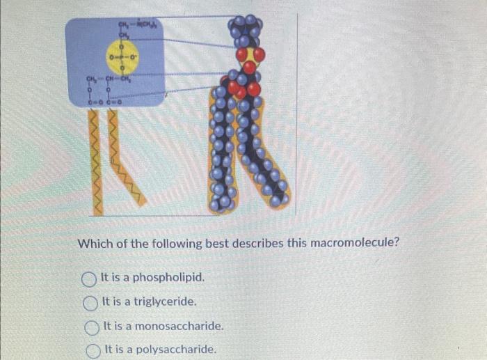 Which of the following best describes this macromolecule?
It is a phospholipid.
It is a triglyceride.
It is a monosaccharide.