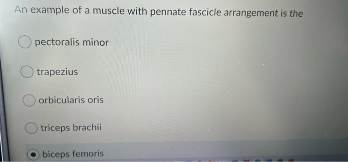 Solved An example of a muscle with pennate fascicle Chegg