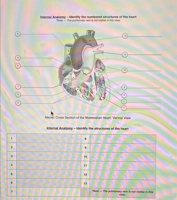 Solved Internal Anatomy Identify the numbered structures