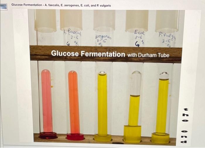 Solved EXPERI 22 Name Date Section Lab Report Observations | Chegg.com