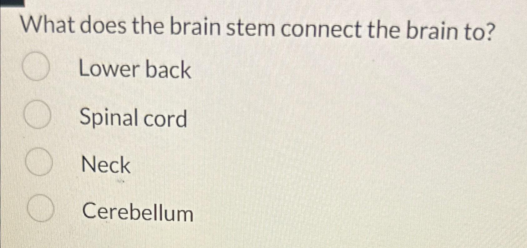 solved-what-does-the-brain-stem-connect-the-brain-to-lower-chegg