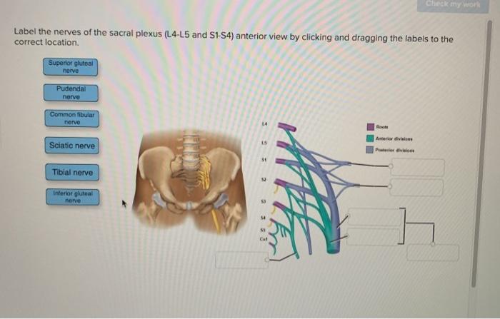 Solved Check my w Label the nerves of the sacral plexus | Chegg.com