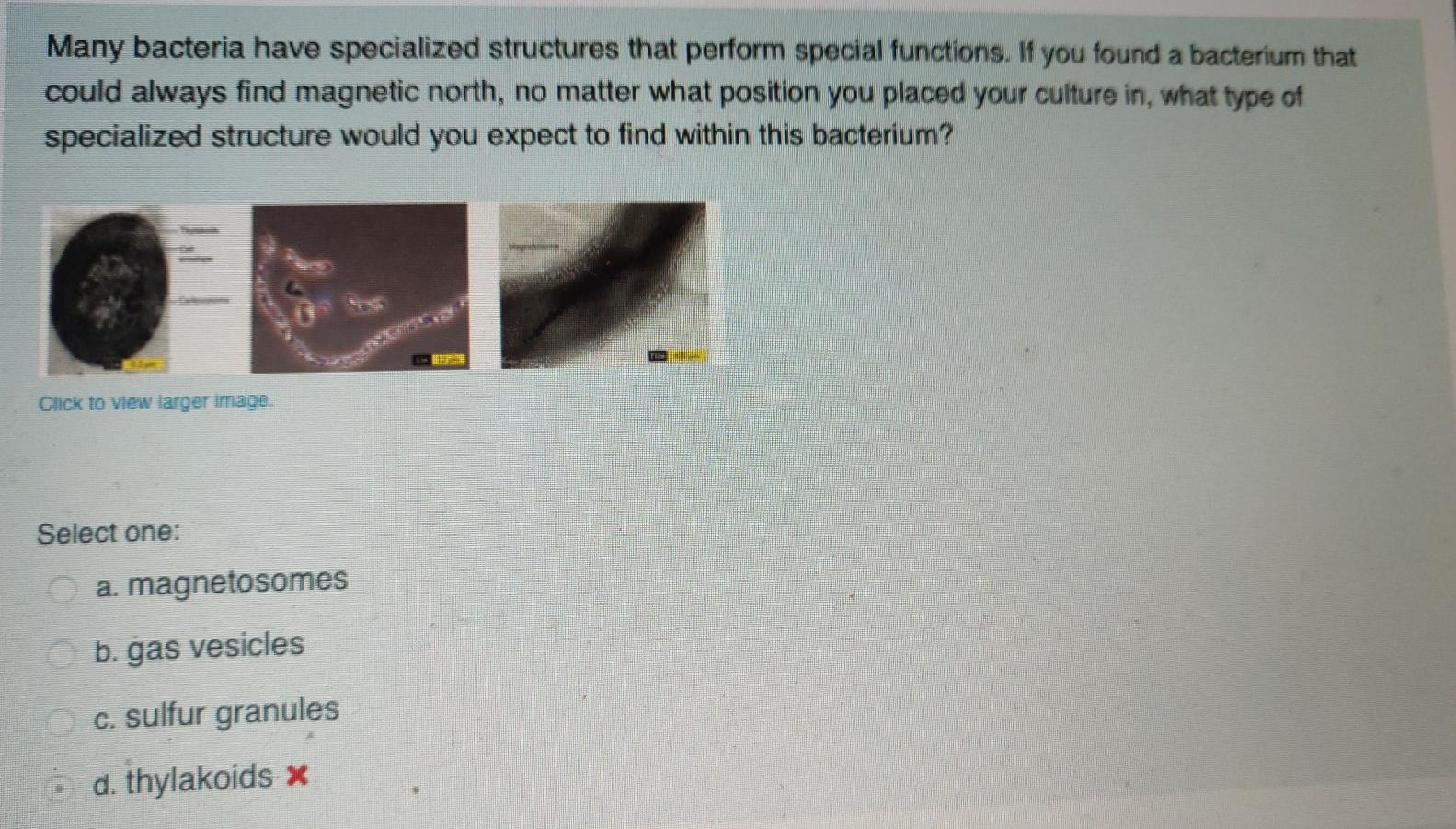 Solved Assume you stain a gram positive Bacillus with | Chegg.com