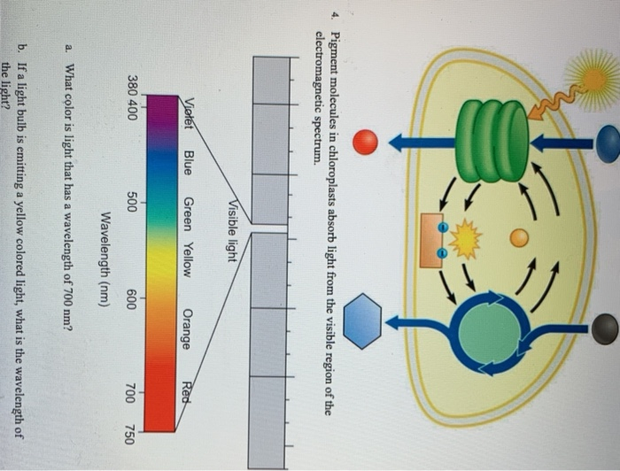 Solved 4. Pigment molecules in chloroplasts absorb light | Chegg.com