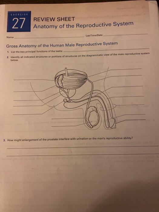 Exercise 27 Review Sheet Anatomy Of The Reproductive Chegg 