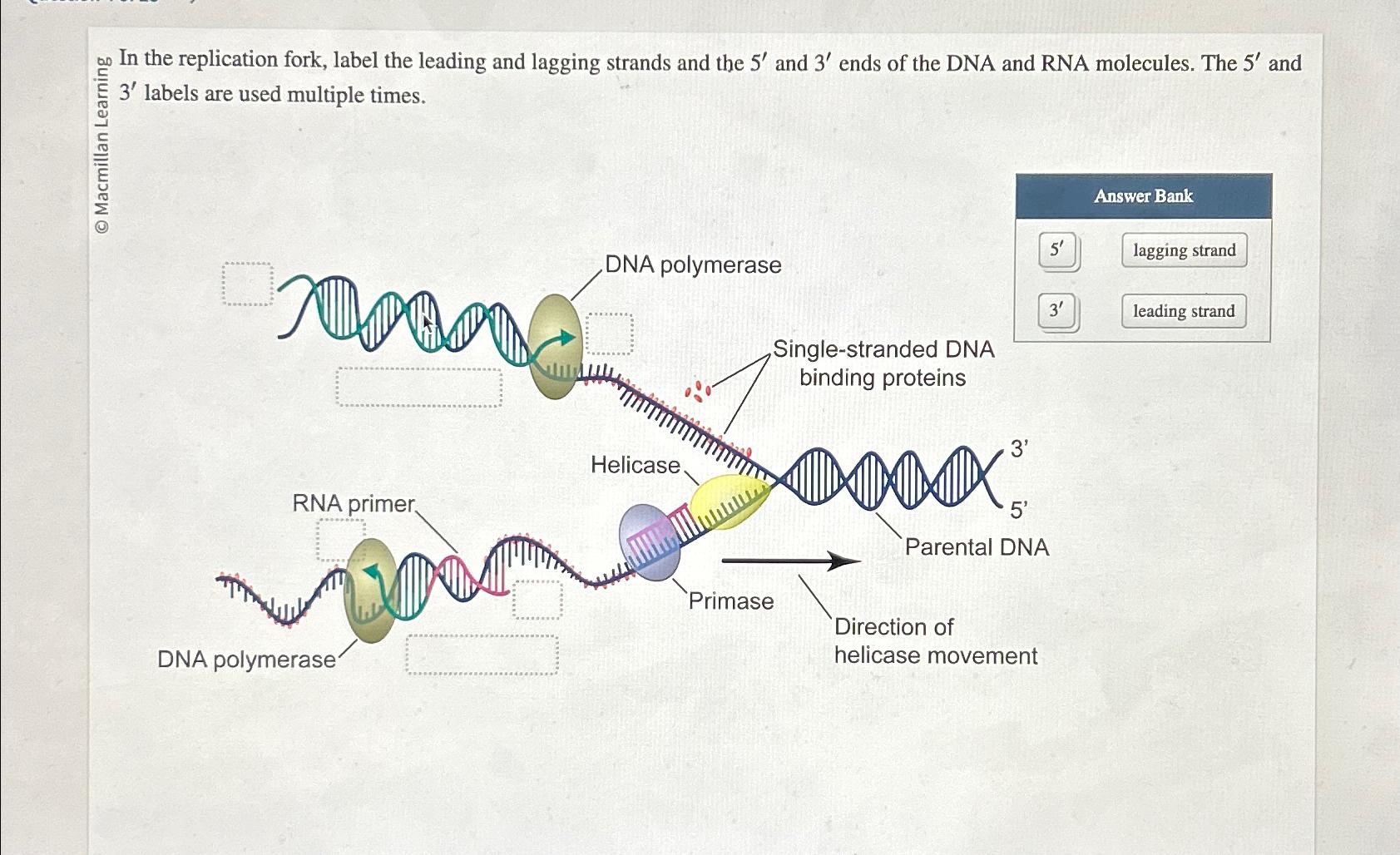 Solved on In the replication fork, label the leading and | Chegg.com