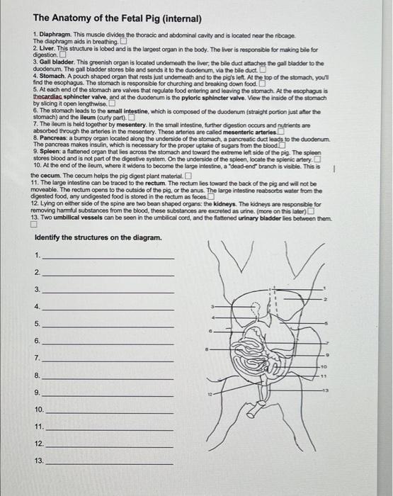 Solved The Anatomy of the Fetal Pig (internal) 1. Diaphragm.