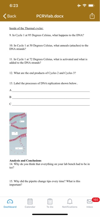 35 Pcr Virtual Lab Worksheet Answers - Worksheet Source 2021