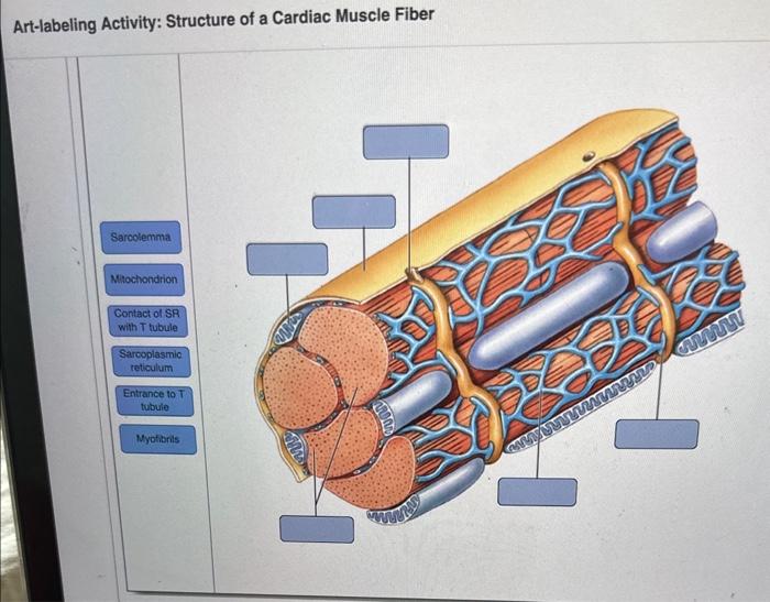 Solved Artlabeling Activity Structure of a Cardiac Muscle