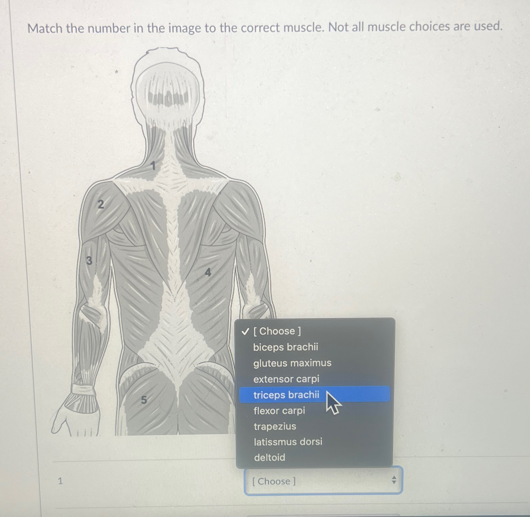 Solved Match the number in the image to the correct muscle. | Chegg.com