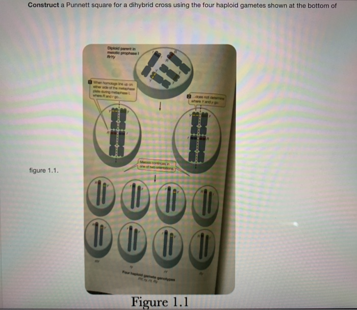 Solved Construct a Punnett square for a dihybrid cross using | Chegg.com