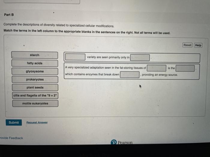 Solved Part B Complete the descriptions of diversity related | Chegg.com