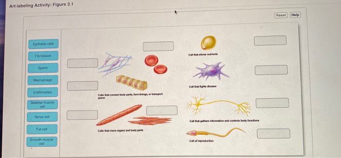 Solved Art-labeling Activity: Figure 3.1 Reset Help | Chegg.com