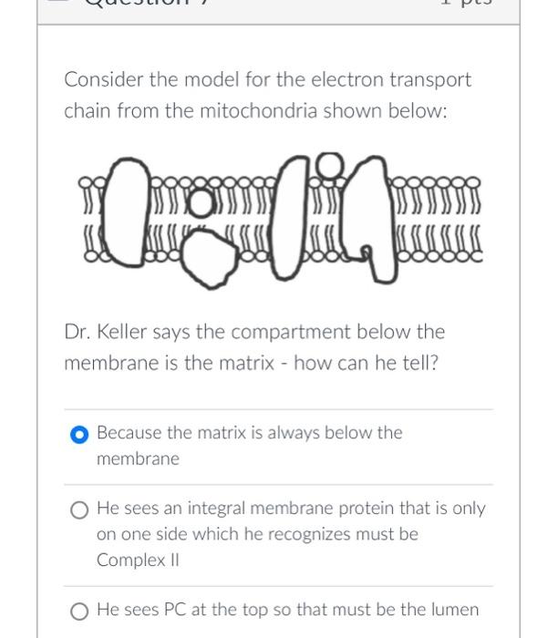 Solved Consider the model for the electron transport chain | Chegg.com
