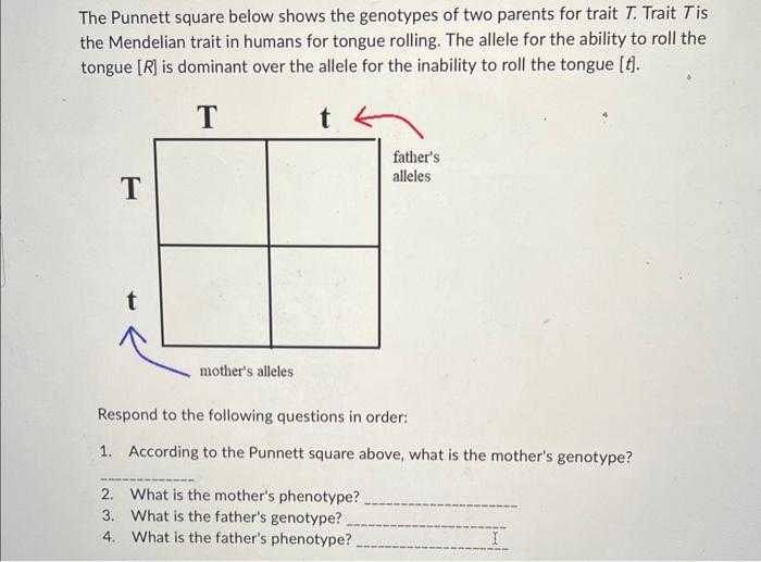 Solved The Punnett square below shows the genotypes of two | Chegg.com
