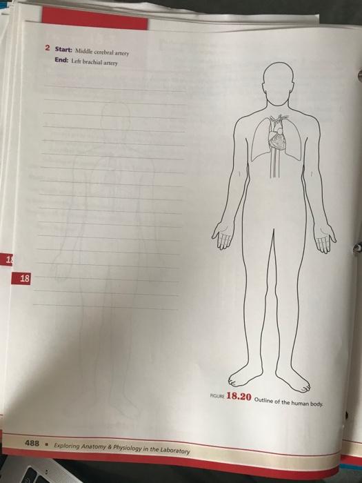 Solved Procedure 1 Tracing Blood Flow Patterns Trace the