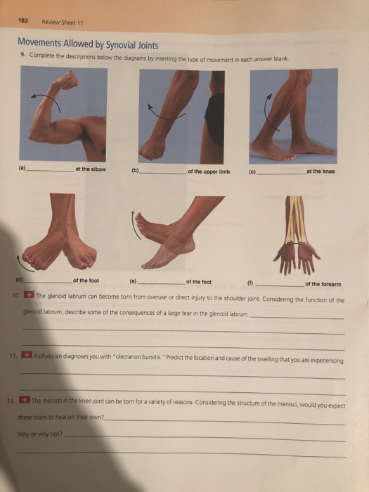 movements of synovial joints