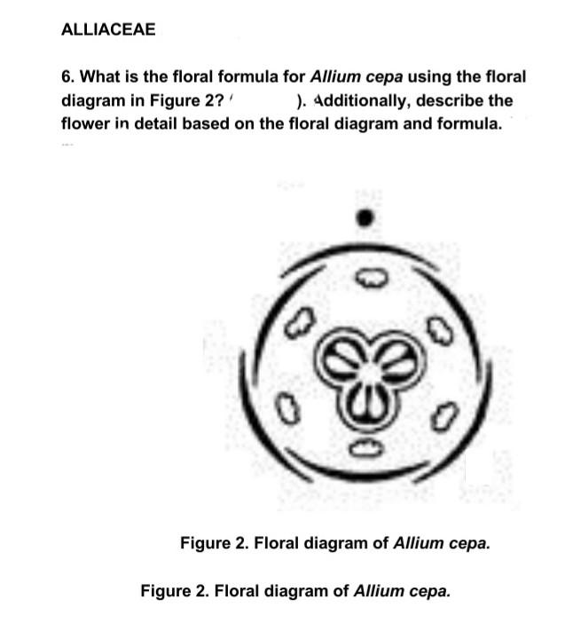 Solved ALLIACEAE 6. What is the floral formula for Allium