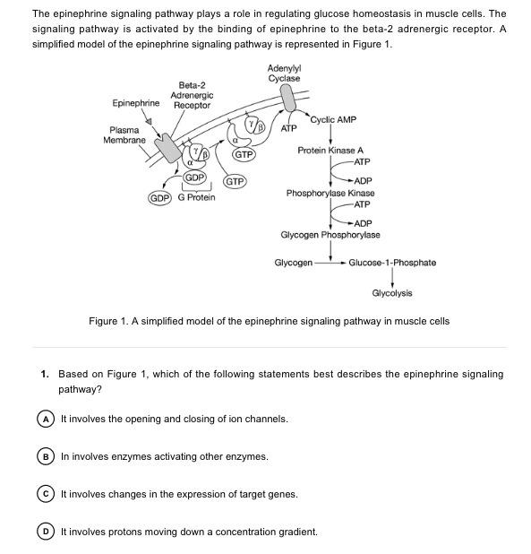 Solved The epinephrine signaling pathway plays a role in | Chegg.com