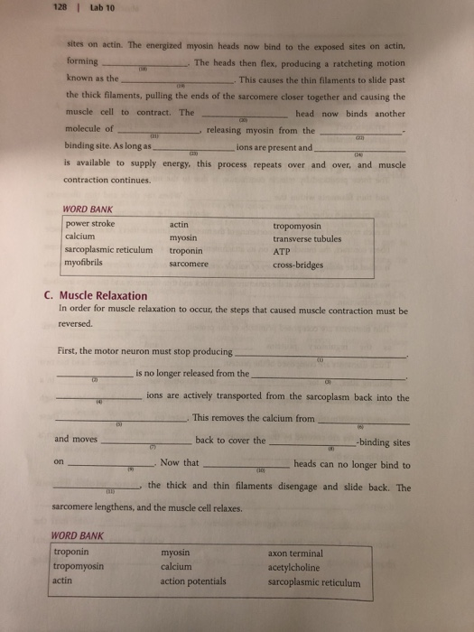 Solved 126 Lab 10 SHOITE SECTION 3: Muscle Physiology Use | Chegg.com