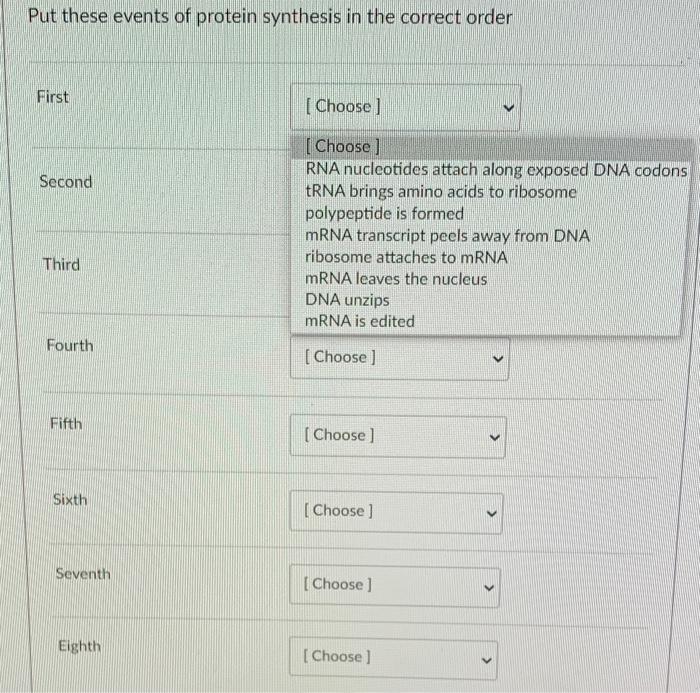 Solved Put these events of protein synthesis in the correct | Chegg.com